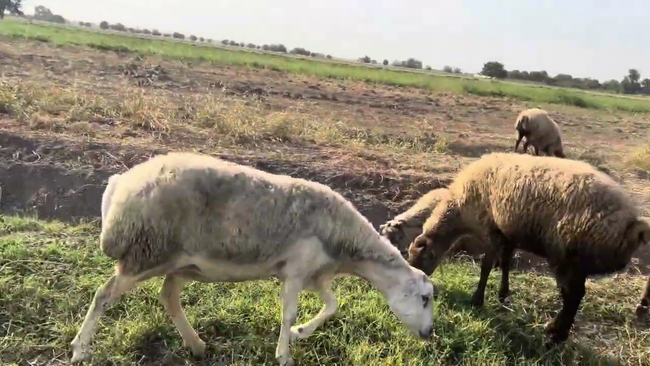Qaradolaq cinsi şişek qoyunlar satılır zengvur 0506975707
