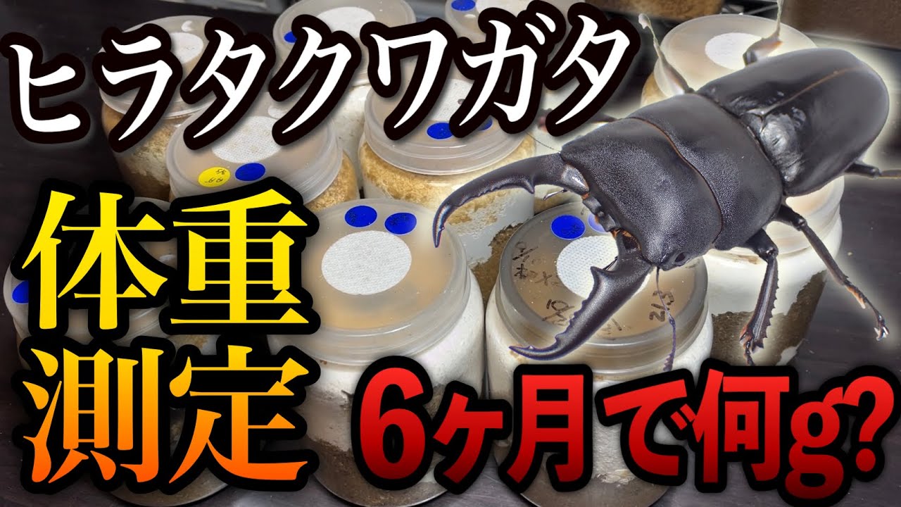 6ヶ月経過したヒラタクワガタ幼虫の体重測定と菌糸瓶の交換【クワガタ飼育】