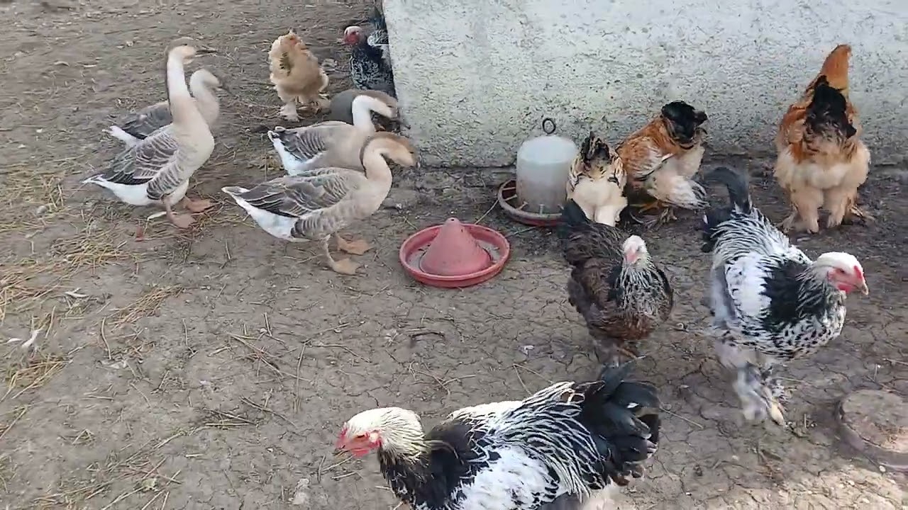 Gâște crețe gâște  leșești și găini brahma 