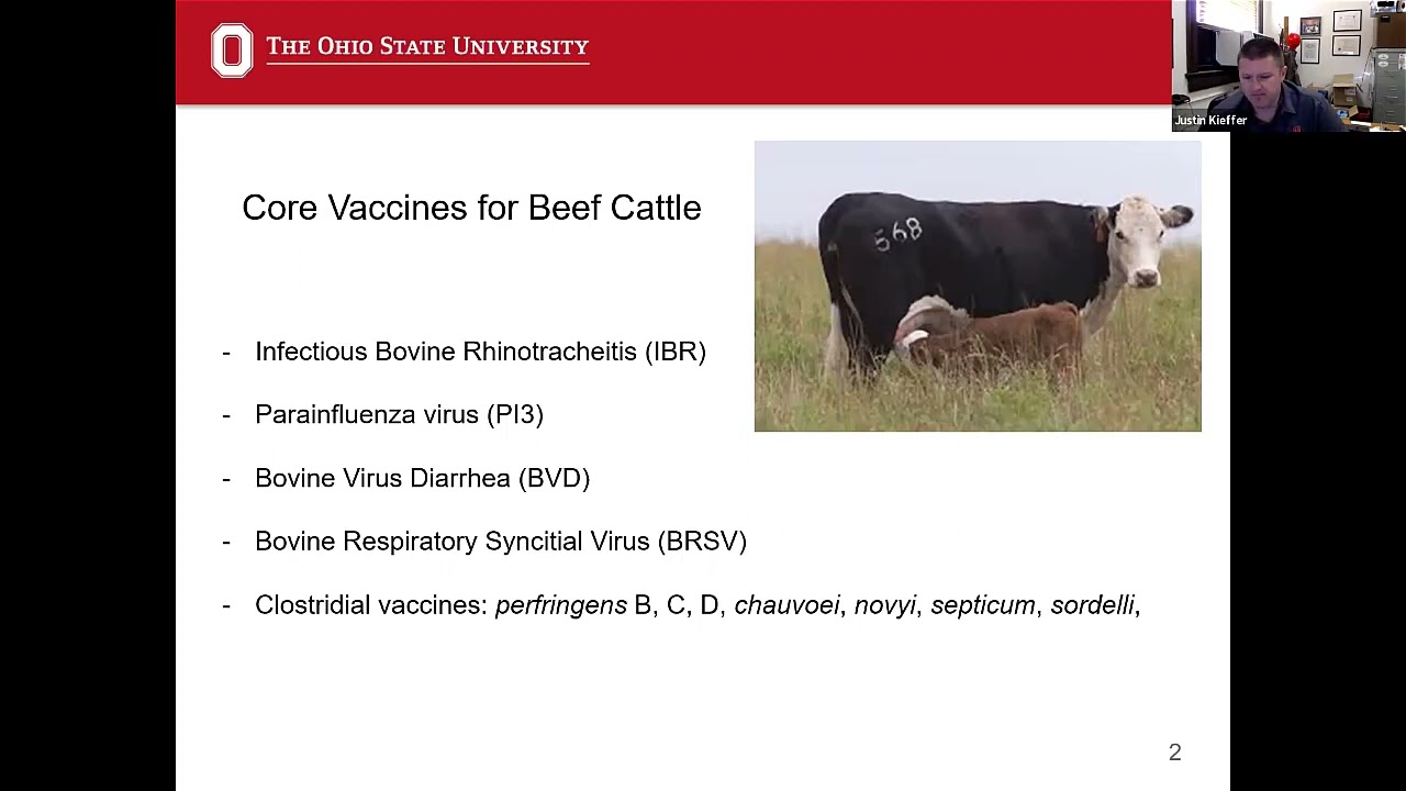 The Core Vaccines every Ohio beef cow should be receiving