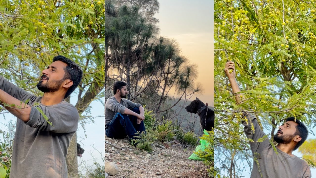 Search for gooseberry | Amly | jungle