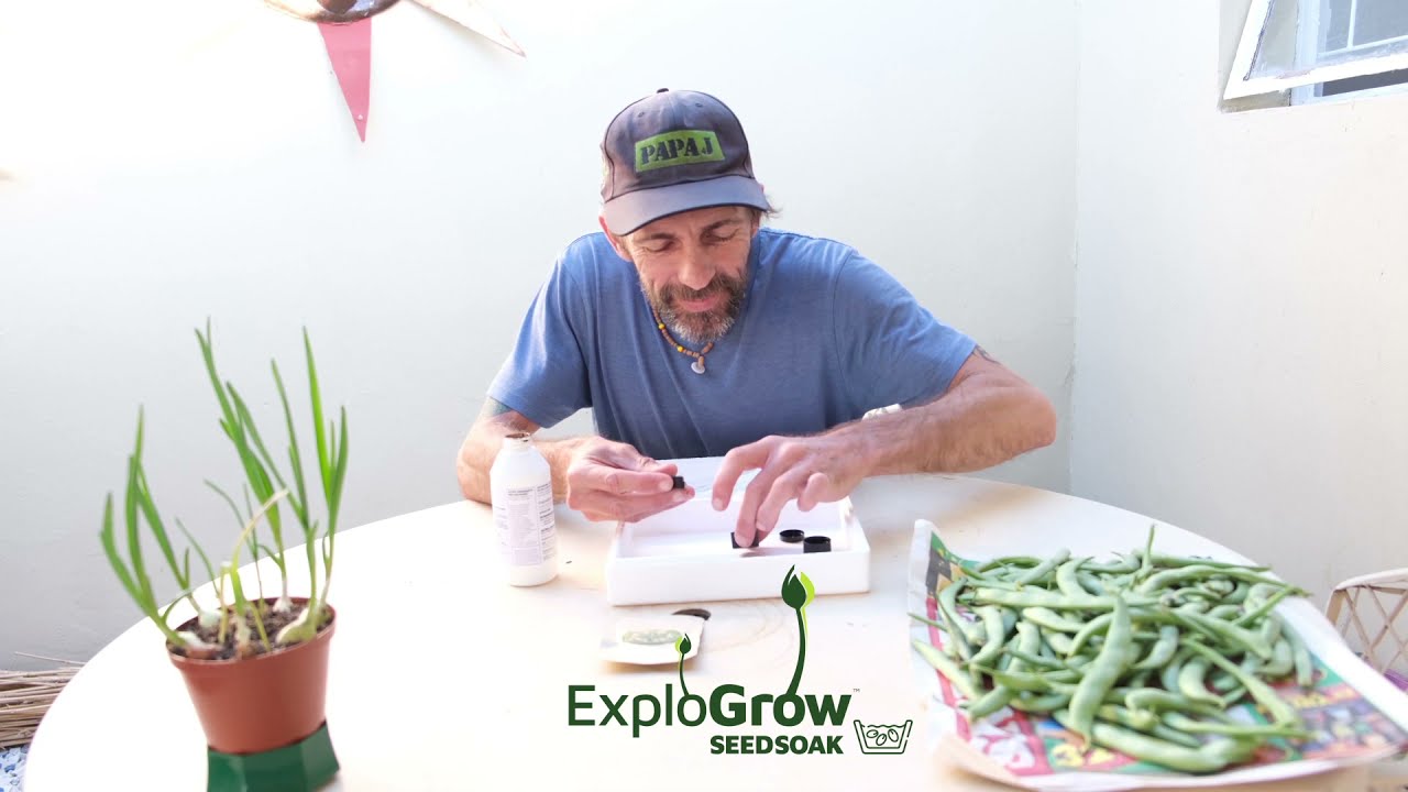 How to seed soak and germinate cannabis seeds with ExploGrow seed treatment by PapaJ