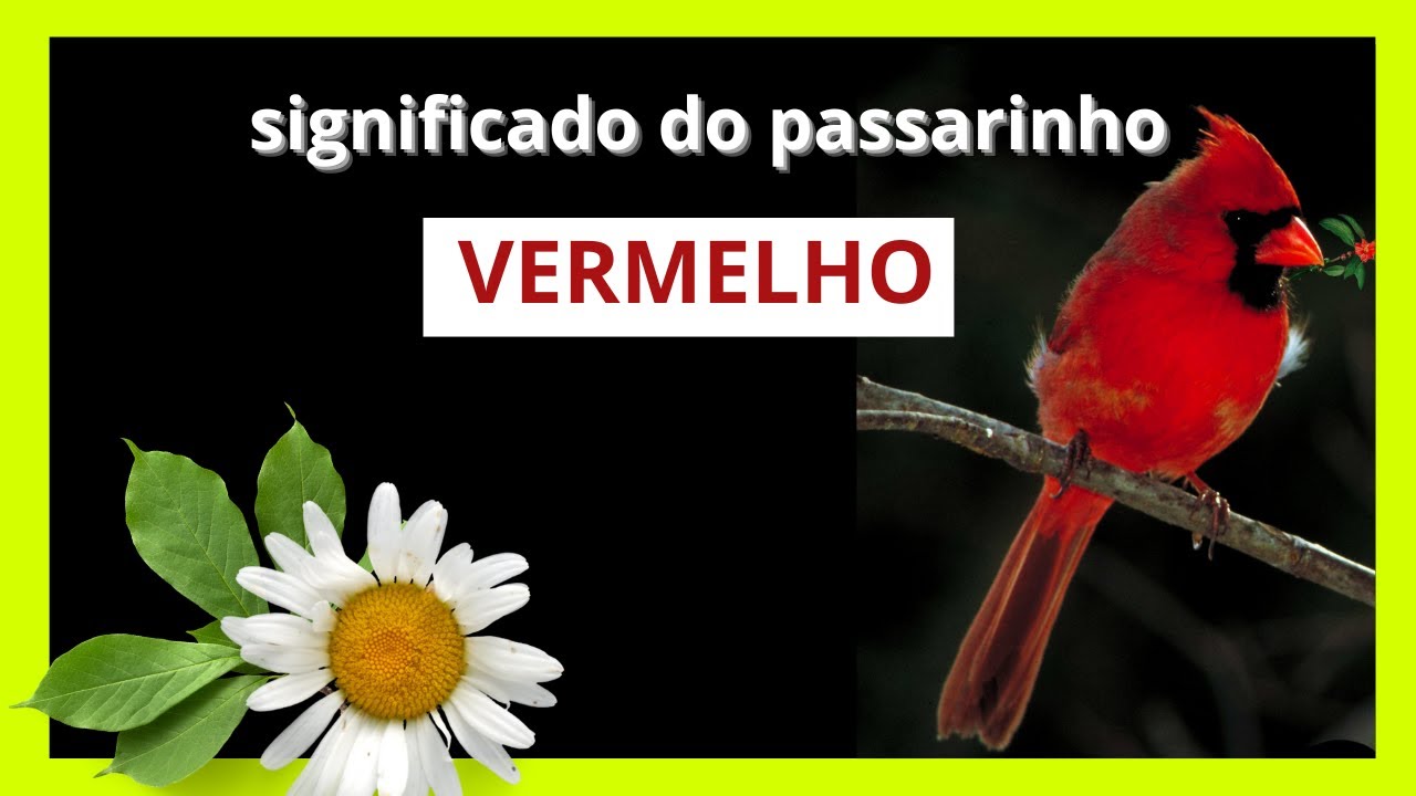 Significado espiritual do pássaro vermelho