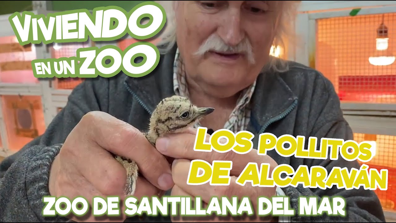 Los pollitos de Alcaraván