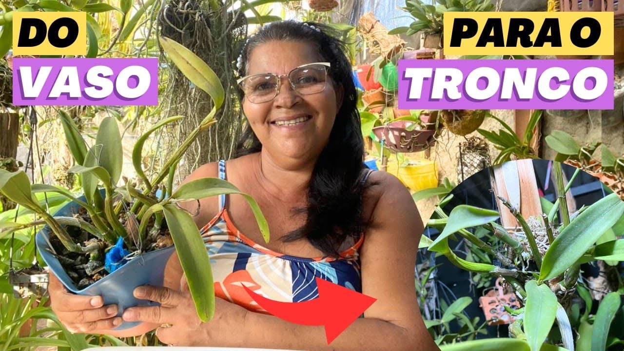 🔵COMO REPLANTAR ORQUÍDEA CATTLEYA CULTIVADA EM VASO NO TRONQUINHO⁉️