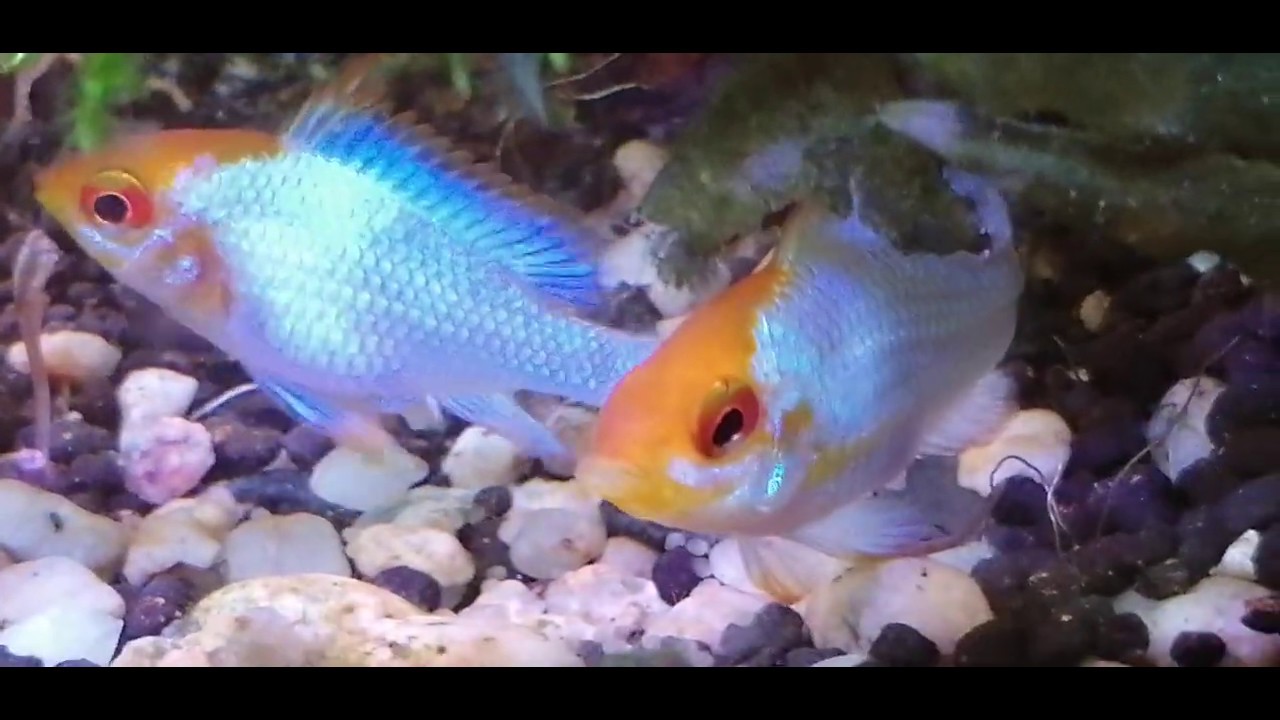 Ramireza electric blue tarło