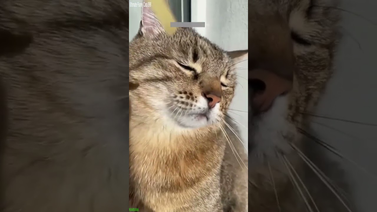 Funny Cat 🐈‍⬛ kitten meowing cute 🐈‍⬛ # Part 5665