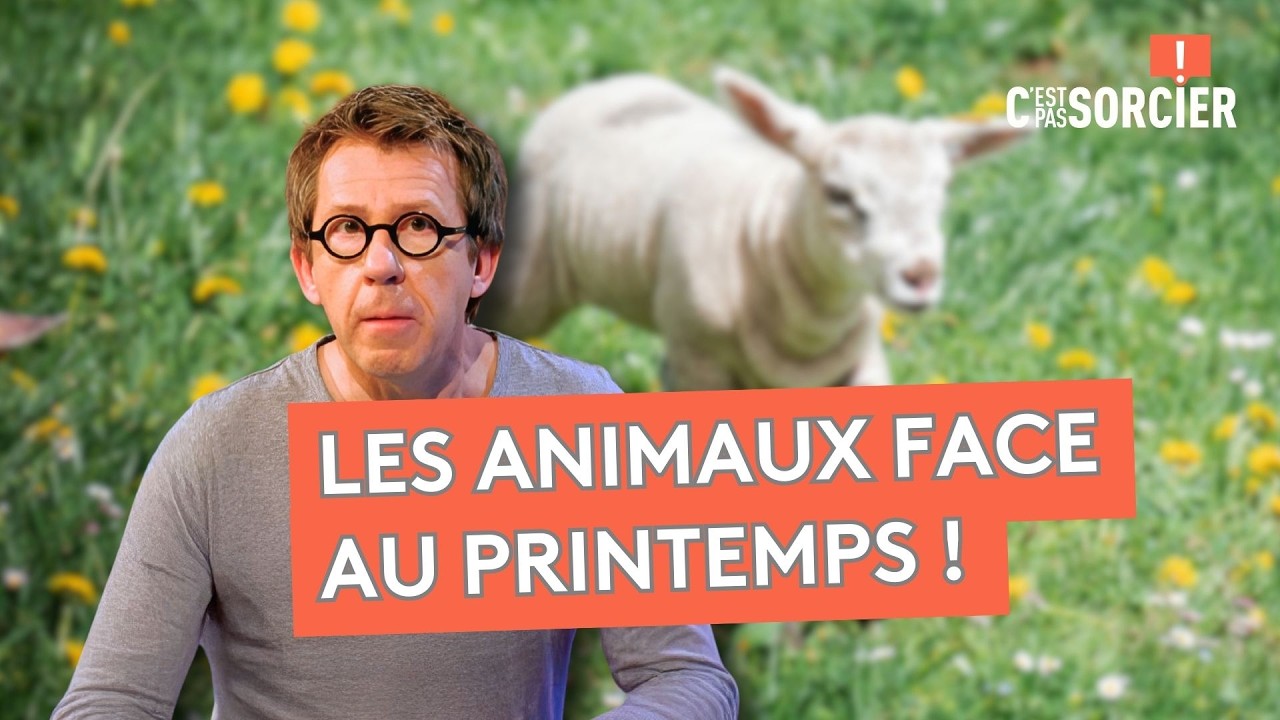 Comment réagissent les plantes et les animaux au printemps ? - C'est pas sorcier