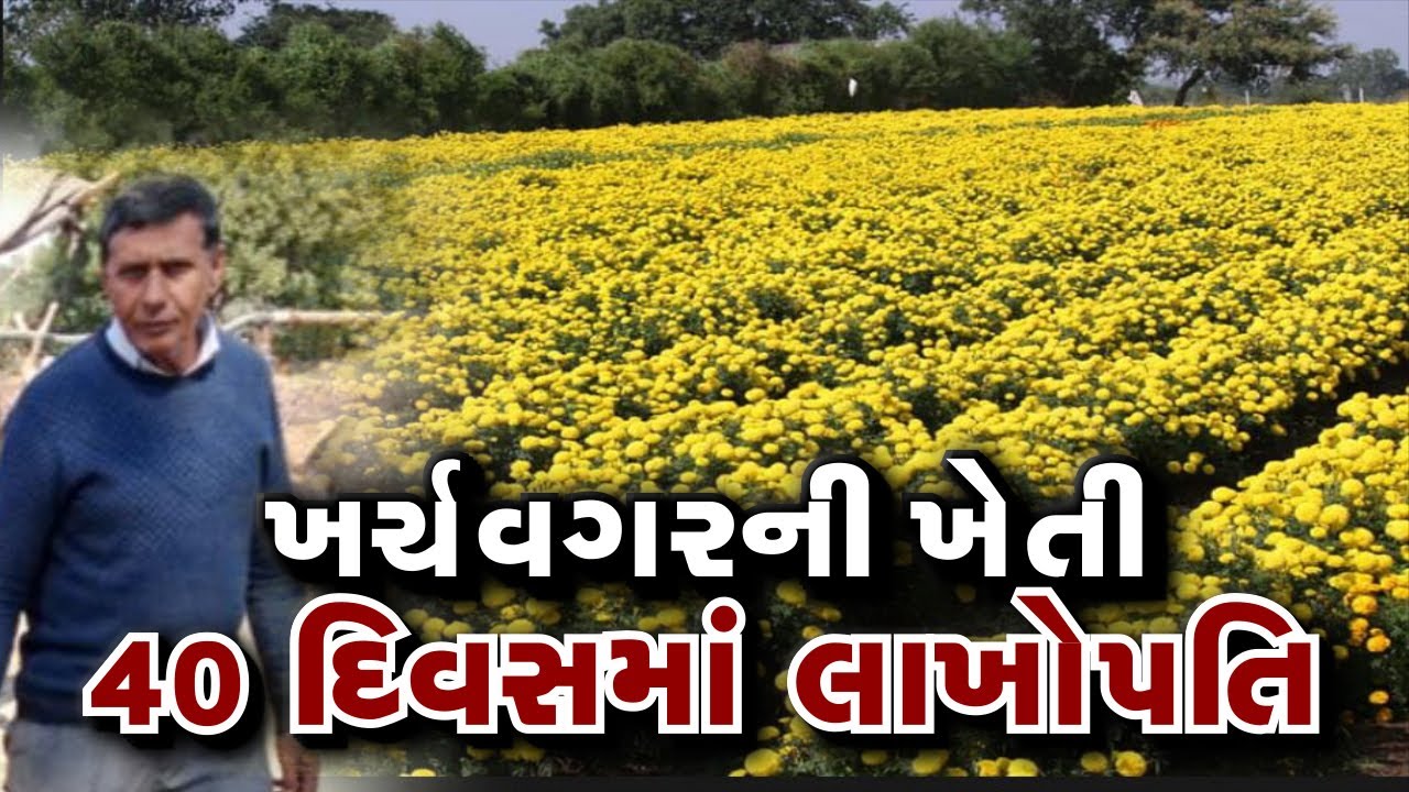 મહેનત વગરની ખેતી ll 4 મહિનાનો પાક ll એક વિઘામાં 2 લાખની આવક ll ઉત્તર ગુજરતનો કમાવ ખેડૂત ll