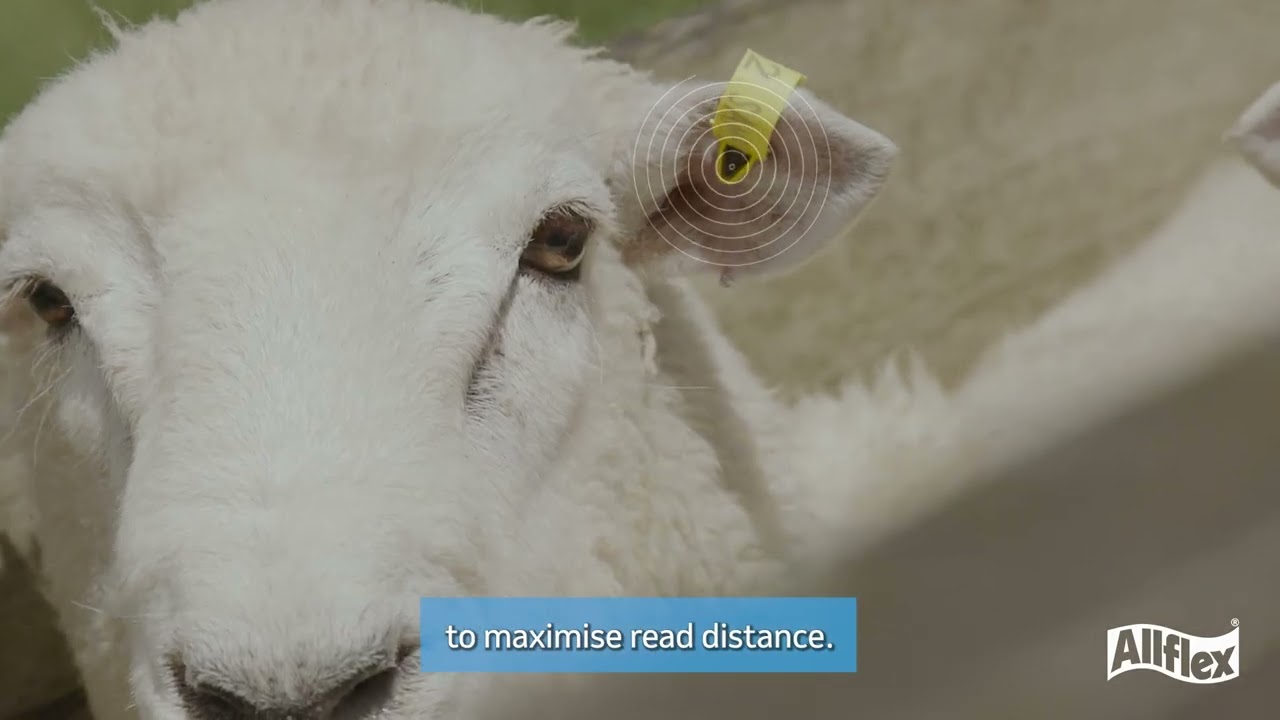 Allflex RapID Evo Tags| Sheep eID| NLIS accredited