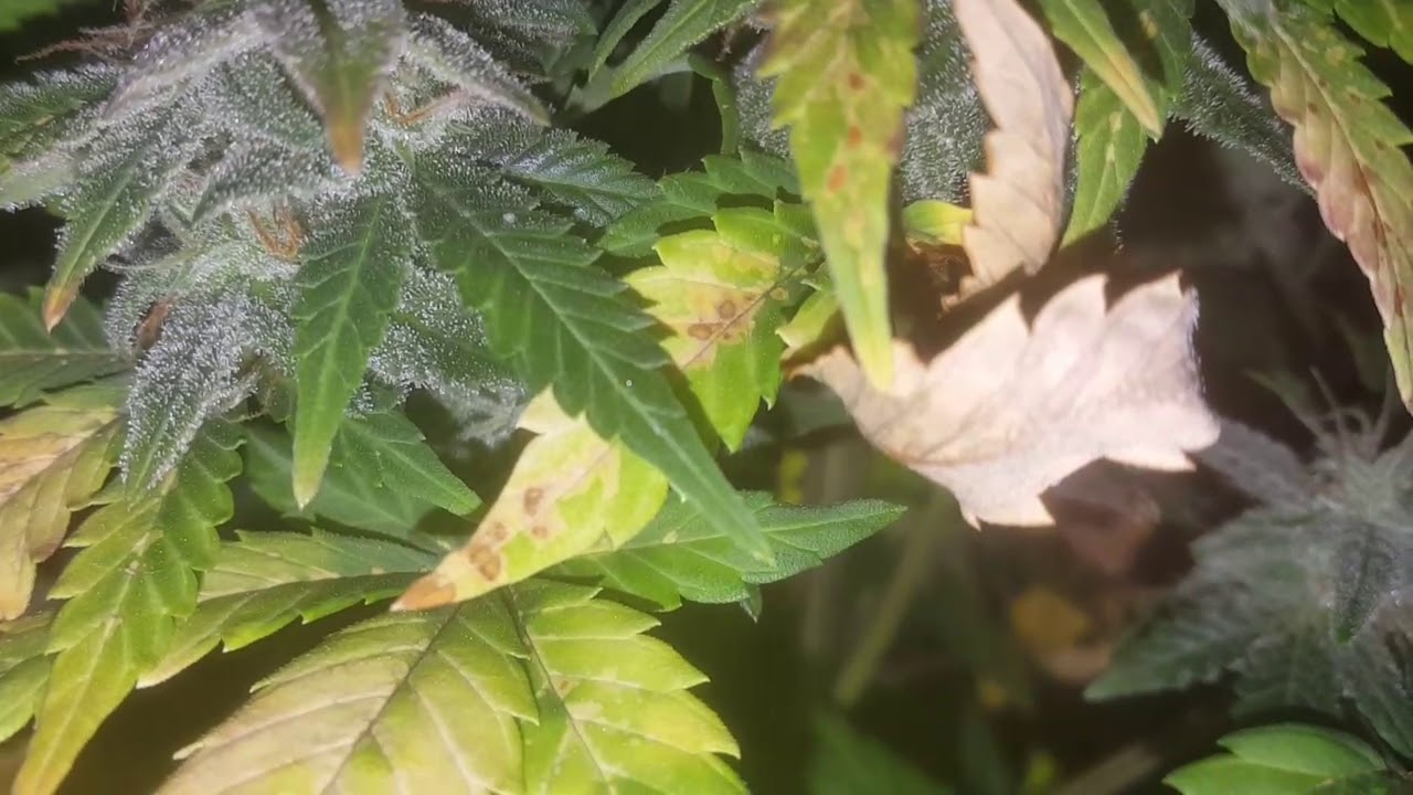 45w led harvest results