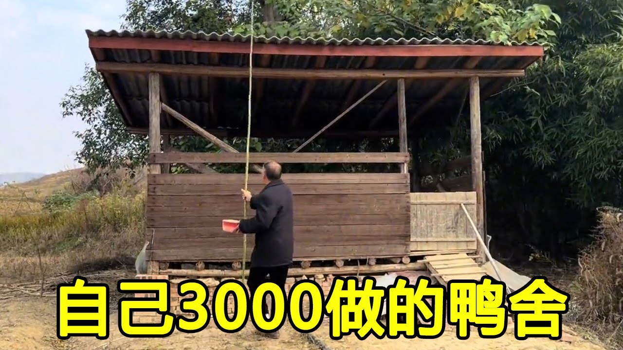 老公亲手打造的鸭舍，每天都有三四个鸭蛋，根本吃不完！#生活#鸭舍#鸭蛋#日常