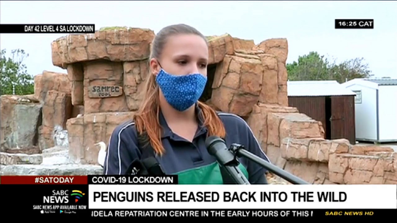 Eastern Cape penguins released back into the wild