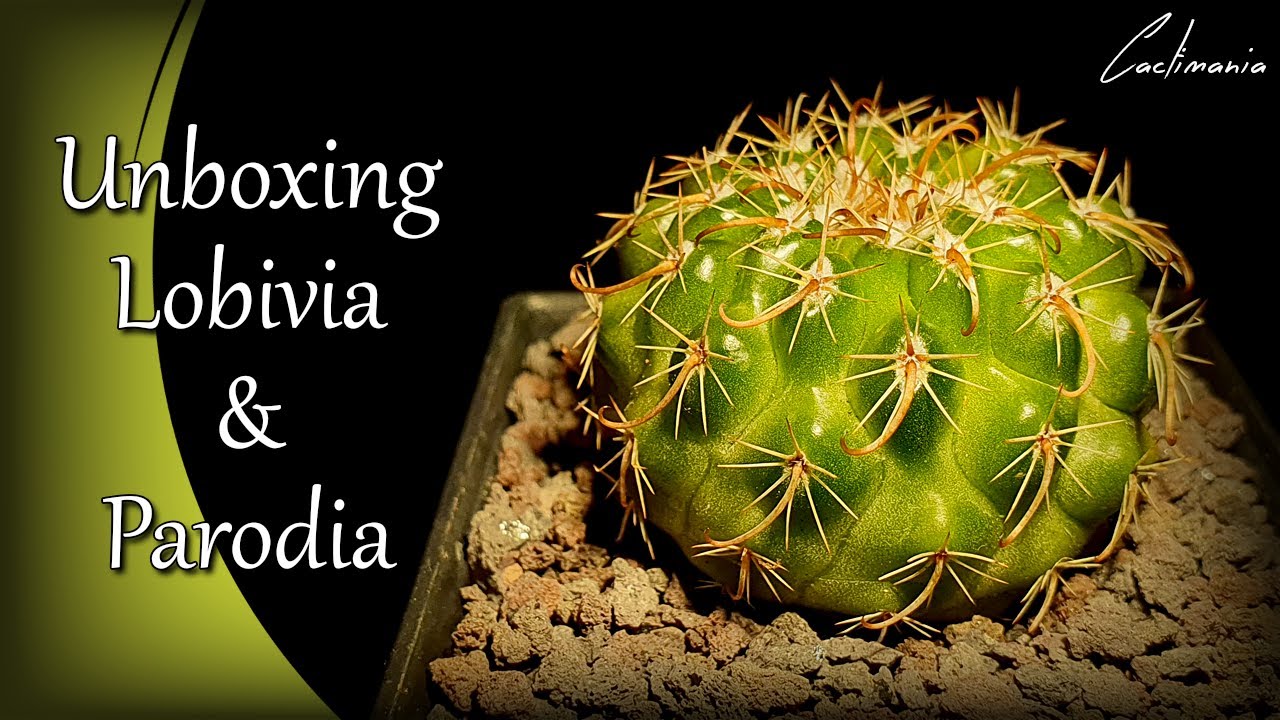Cactus Unboxing from SolentGuy on eBay | Lobivia & Parodia
