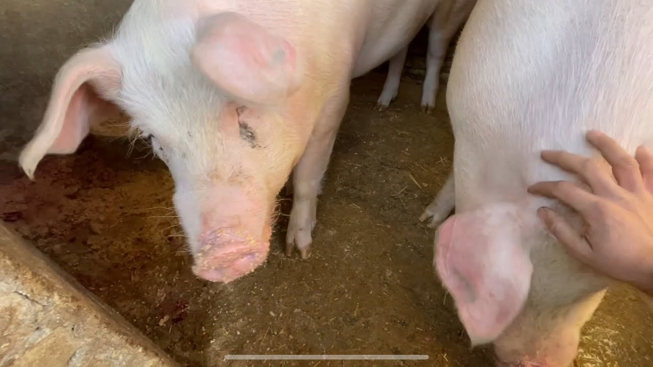 L’alimentazione dei miei maiali