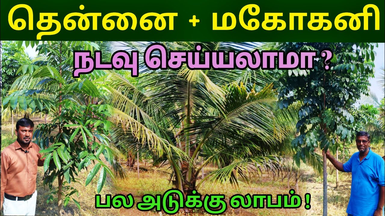 தென்னையில் ஊடுப்பயிராக மகோகனி, மிளகு, ஜாதிக்காய்🌱 பல அடுக்கு வருமானம் 💸Coconut intercroping Magokany