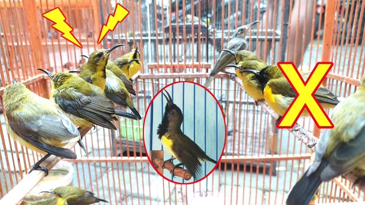 JANGAN BELI SOGON SEBELUM NANTON VIDEO INI