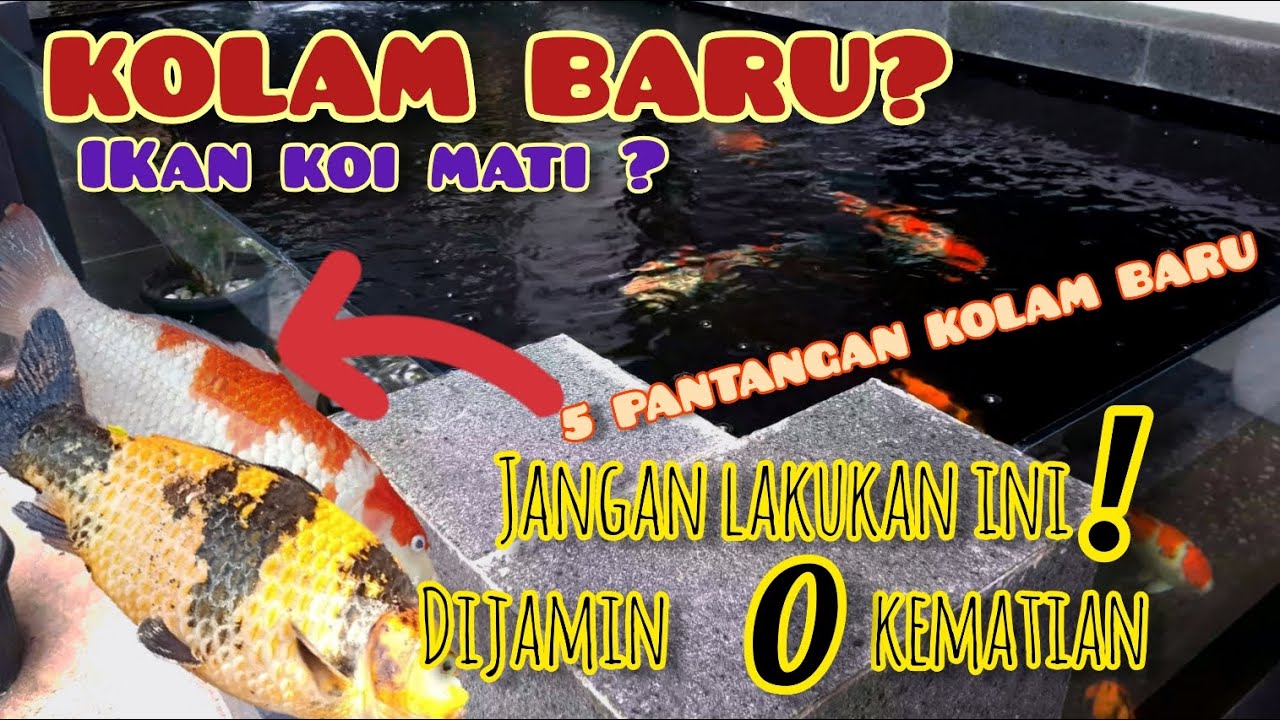 CARA MENGELOLA KOLAM BARU IKAN KOI AGAR TIDAK MATI | 5 HAL YANG TIDAK BOLEH DILAKUKAN