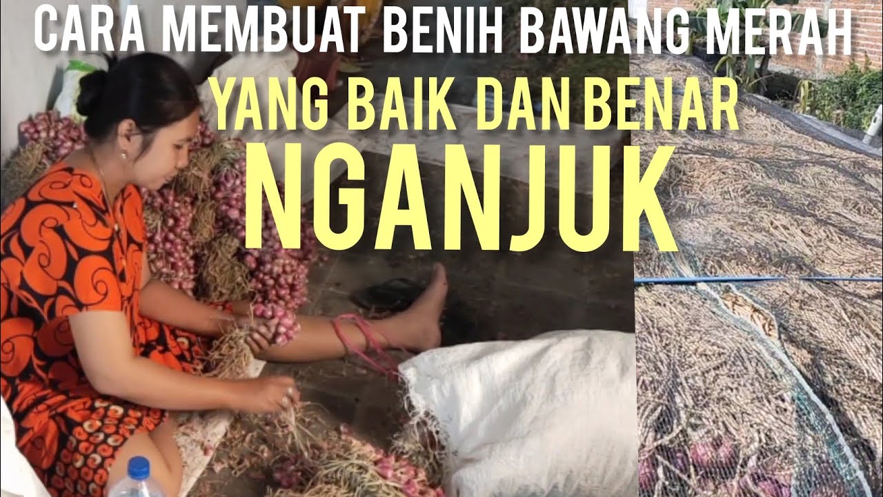 TUTORIAL MEMBUAT BIBIT BAWANG MERAH YANG BENAR ||NGANJUK||