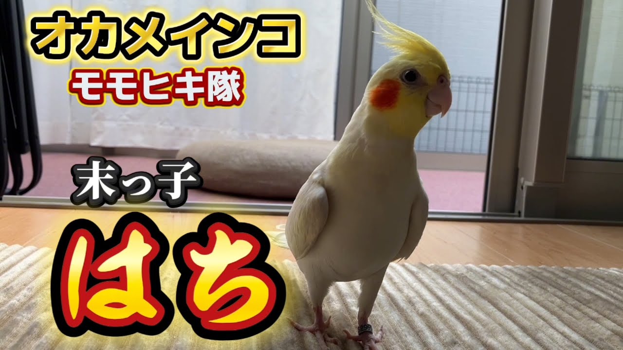 飼い主を振り回す天才。天真爛漫すぎるオカメインコ「はち」の日常 #オカメインコ #気まぐれ鳥 #ペットのいる生活 #天才鳥 #癒やしと笑い #鳥馬鹿メラ