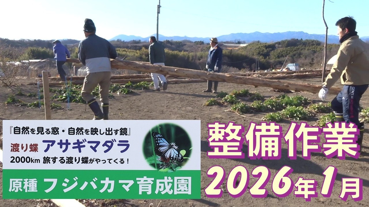 2026年1月31日 フジバカマ育成園整備