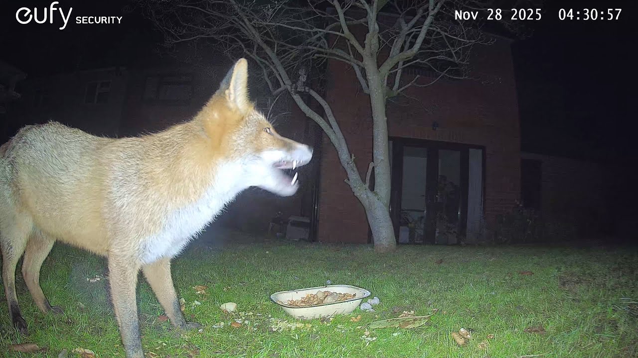 Garden Wildlife Fox Videos EufyCam S3 Pro 3 Security Camera Worcester, England 28th November 2025