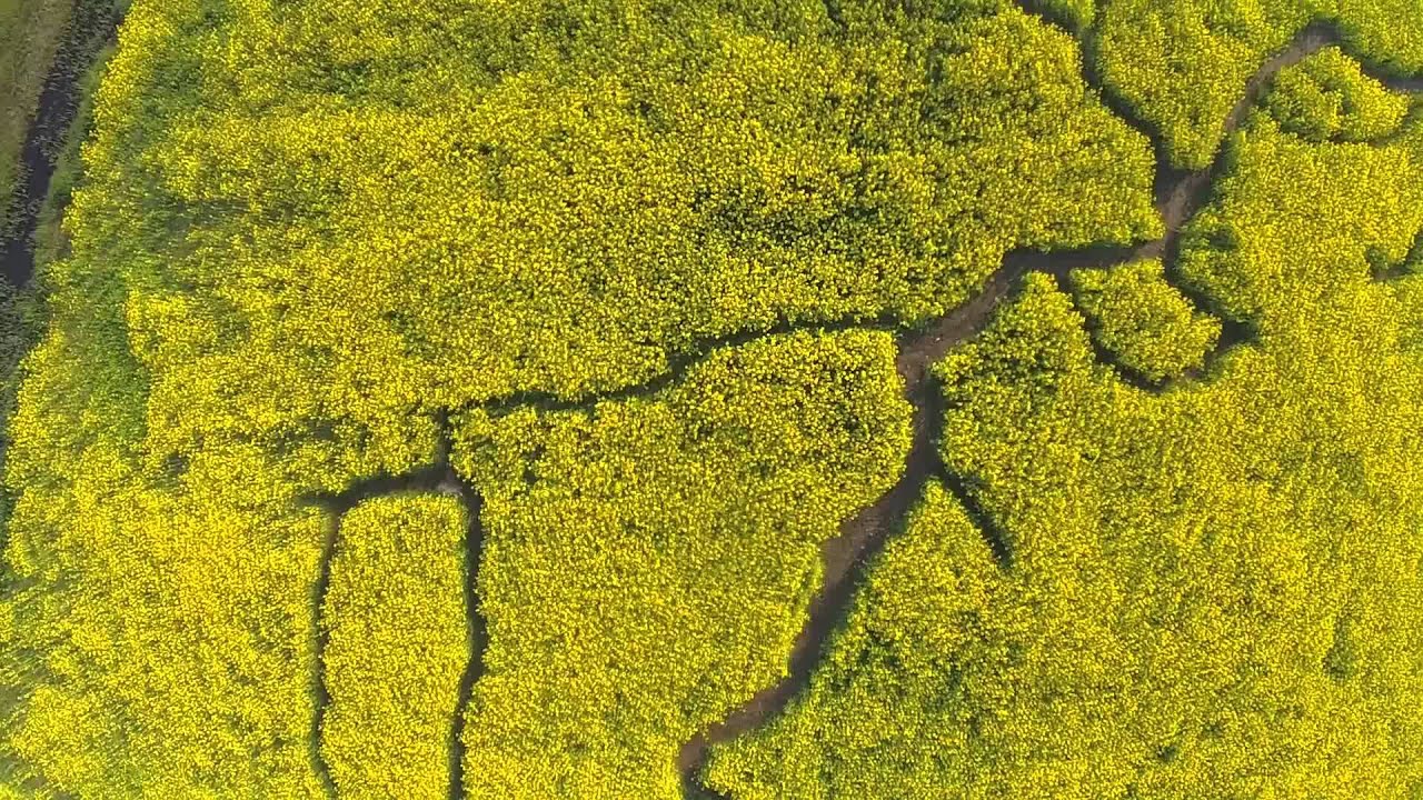 【NIIGATA-SORADORI】新潟市・福島潟の菜の花