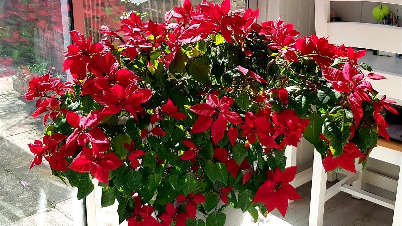 Poinsettia Care: Propagation and pruning. April update.