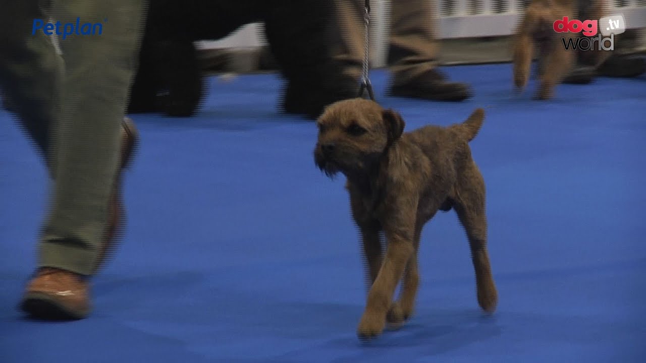 Manchester Championship Dog Show 2016 - Terrier group