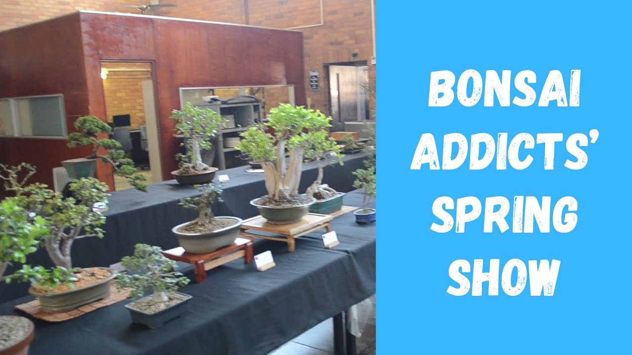 Bonsai Spring Show 2024