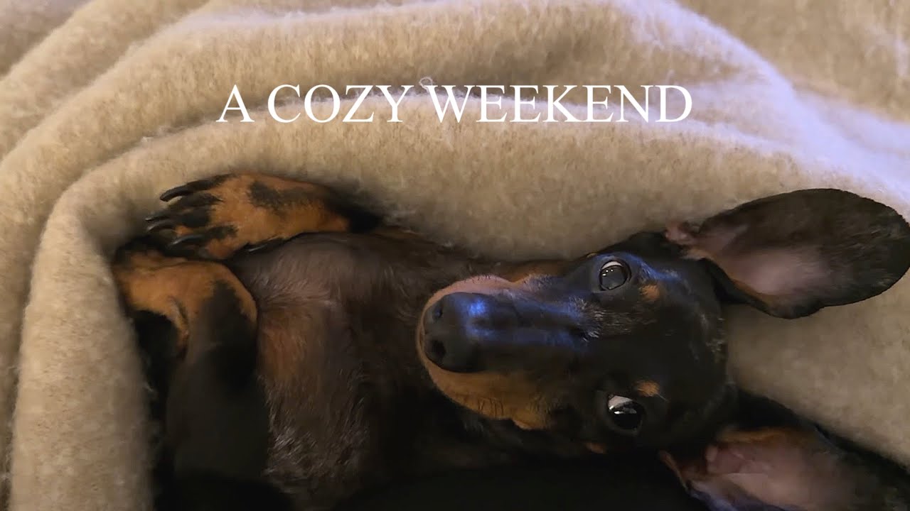 A Weekend with a Dachshund 🐾 | Sweet Cuddles, Concert & Little Moments 🎶✨