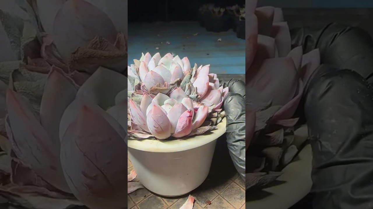 Rare Succulent Collection Tour | Beautiful Indoor Plants You Must See
