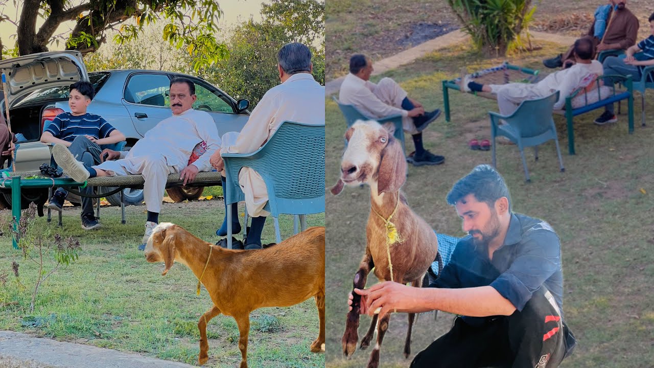 Saved Goat&rsquo;s Life 🐐 | Cousin ko Jungle ki ser karai 🍀 | imhamzaali