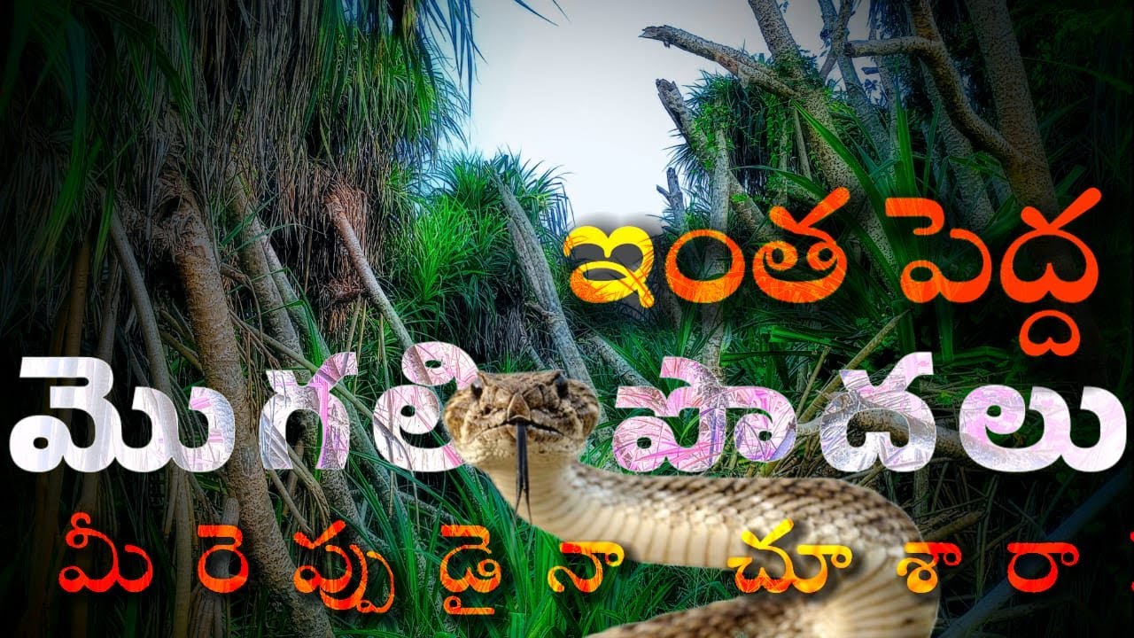 Mogali Podalu | Kewda Flower |  @tribaltrendztv