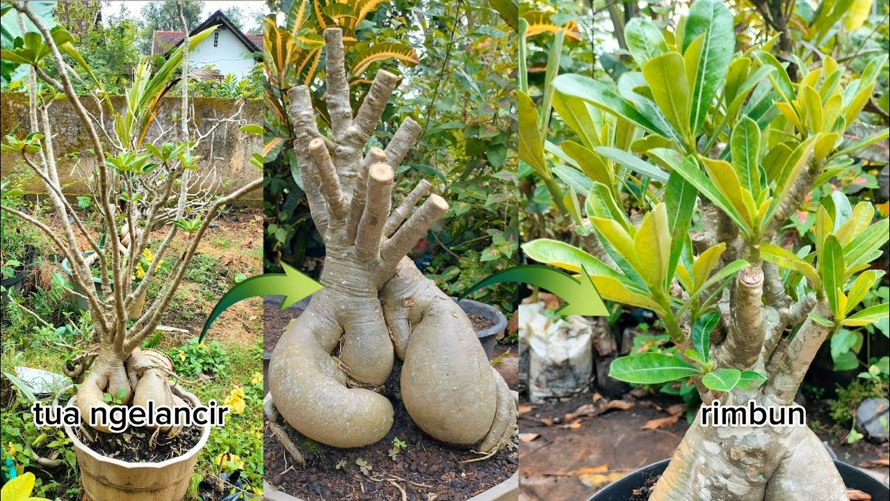 Membuat Adenium Tua Ngelancir Jadi Pendek dan Rimbun