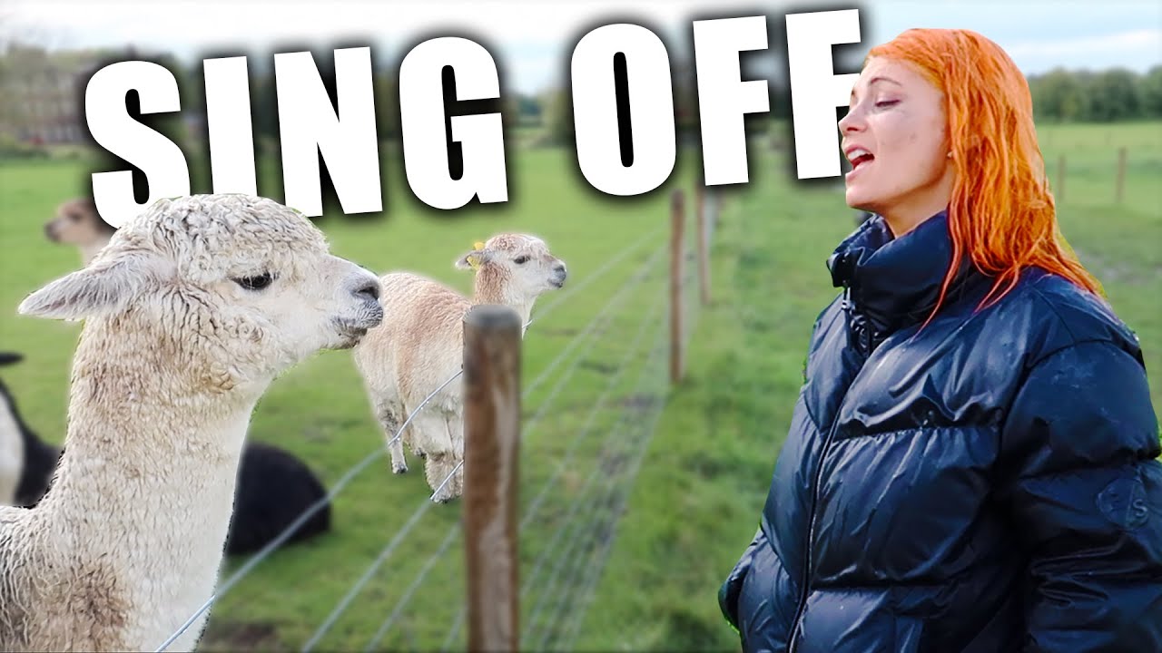 SINGING IN THE RAIN... with an alpacca