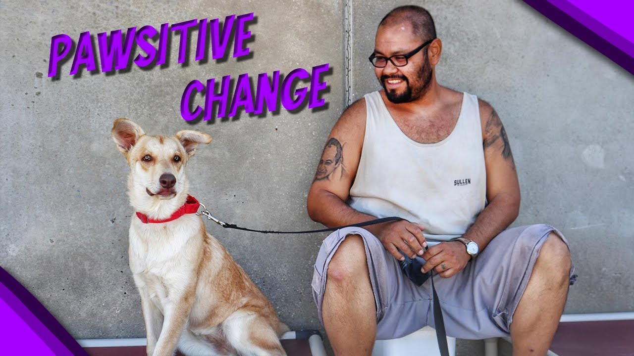Влияние нашей тюремной программы PAWSITIVE CHANGE на жизнь заключенных | Marley's Mutts