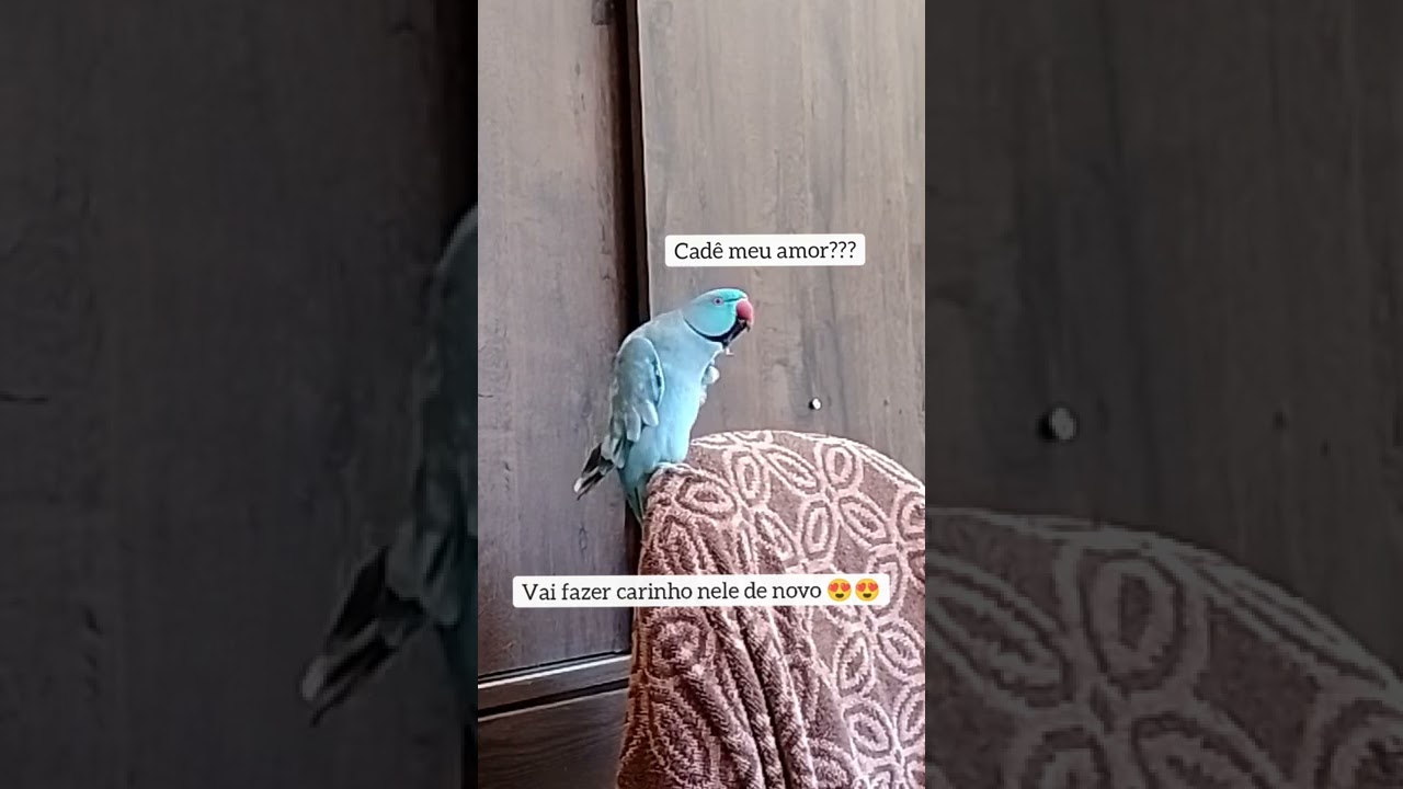 Mingau falando sozinho