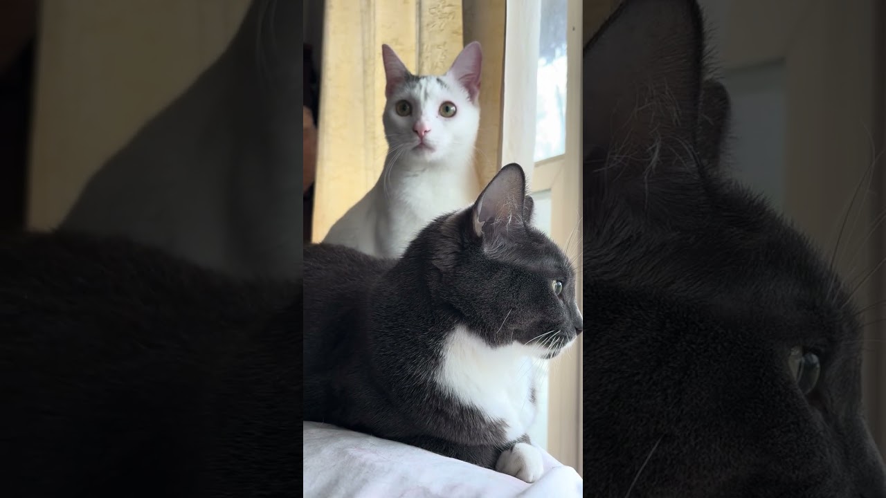 Princess & Bella watching outside #catsofyoutube #cat 