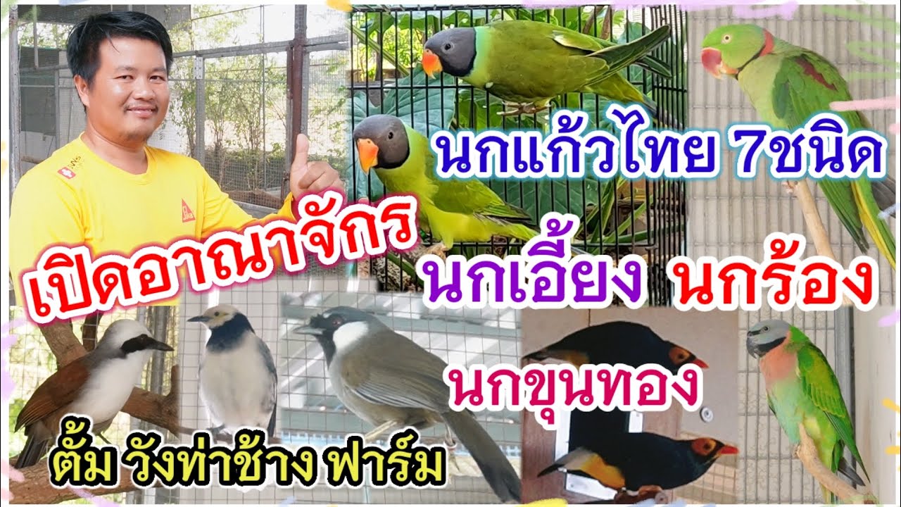 เปิดอาณาจักร นกแก้วไทย 7ชนิด นกเอี้ยง-ขุนทอง นกร้อง ที่มีใบอนุญาตให้เพาะพันธุ์ ตั้ม วังท่าช้าง ฟาร์ม