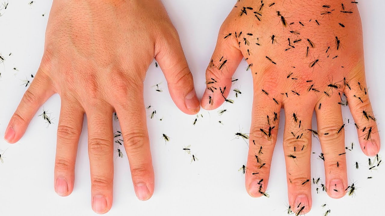 8 Metodi Del Tutto Naturali Per Tenere Lontane Le Zanzare
