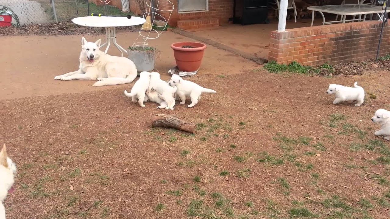 5 week old white German Shepherd Puppies