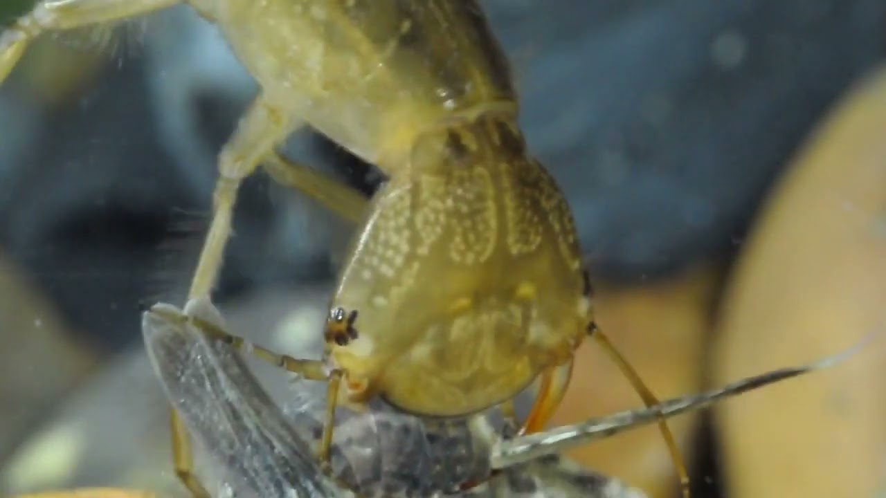Diving beetle  (Dytiscidae) larva feeding/Cs&iacute;kbog&aacute;r l&aacute;rva t&aacute;pl&aacute;lkoz&aacute;sa