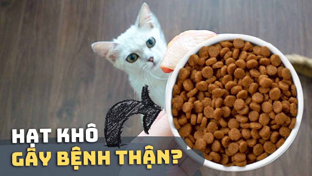 MÈO ĂN HẠT BỊ SỎI THẬN? 🤢🥩 | Ăn 