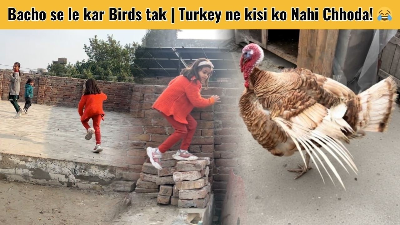 Bacho se le kar Birds tak… Turkey ne kisi ko Nahi Chhoda! 😂 | Fun