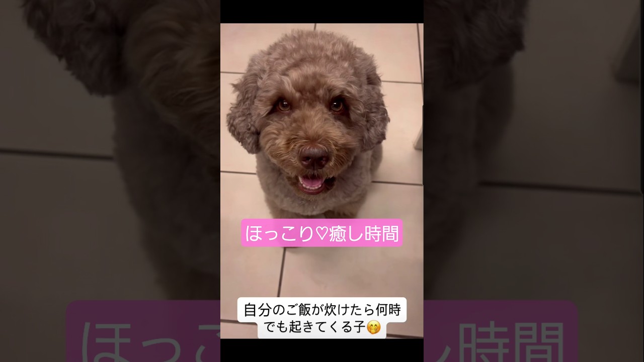 かわいいやり取り🐶 #工藤静香 #木村ファミリー #木村拓哉 #shorts