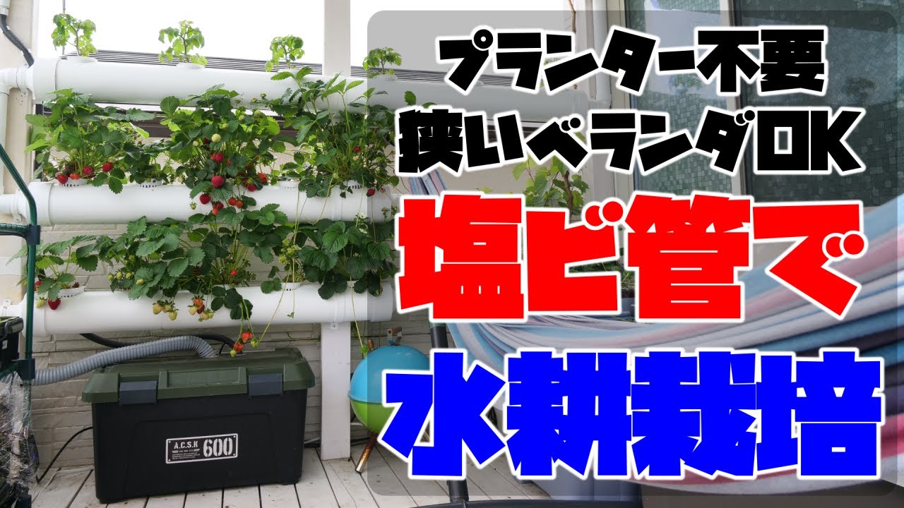 【プランターはもういらない！？】狭いベランダでもOK！塩ビ管を使った水耕栽培なら立体的な家庭菜園ができます！いちごもナスもトマトもピーマンも一緒に栽培してます！