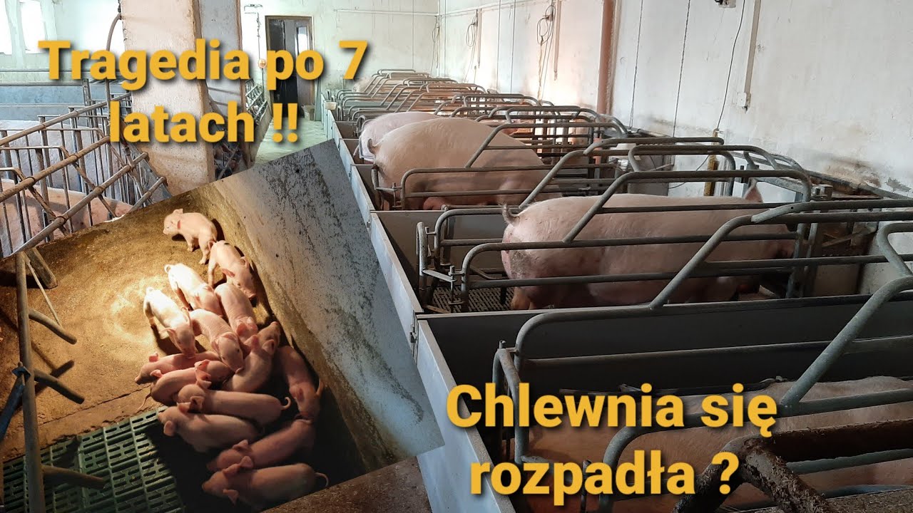 Chlewnia dla 30 loch, warchlakarnia na ok 100 szt. 7 lat po modernizacji. Piggery for 30 sows vlog#2
