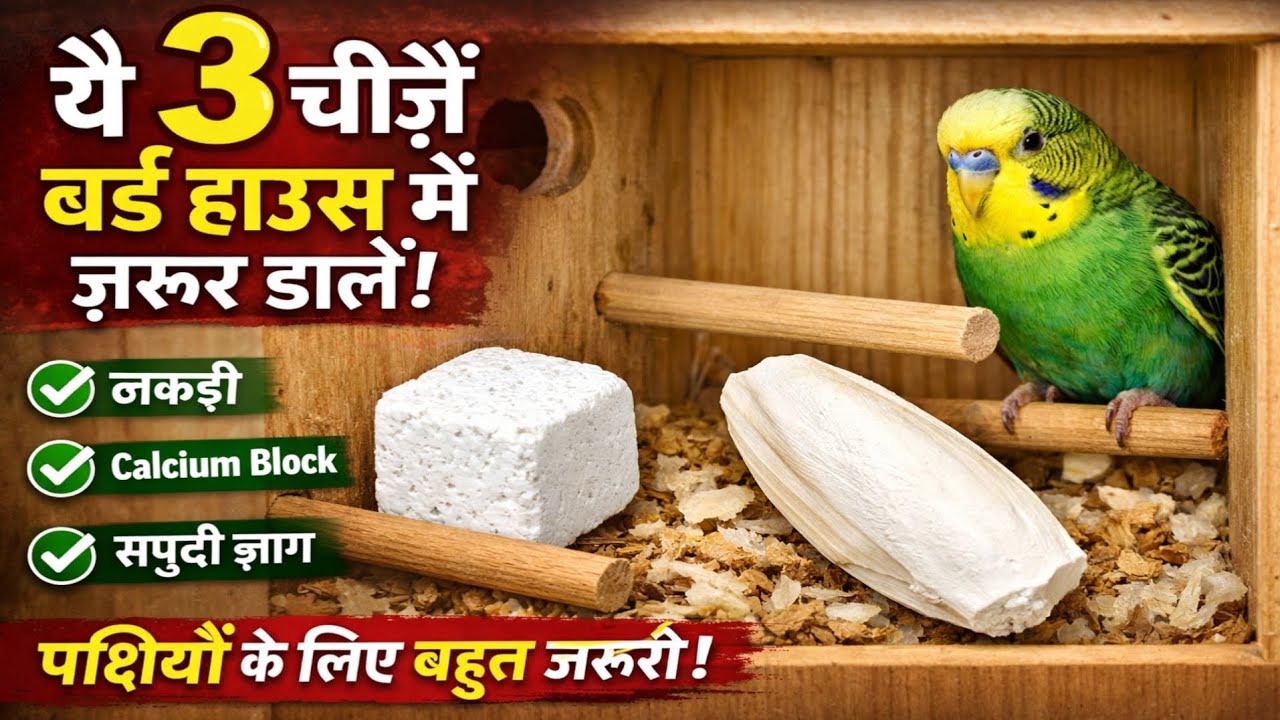 कम बजट में बर्ड हाउस कैसे तैयार करें | पिंजरे में क्या-क्या लगाएँ |#BirdCage #केजकैसेबनाएं 