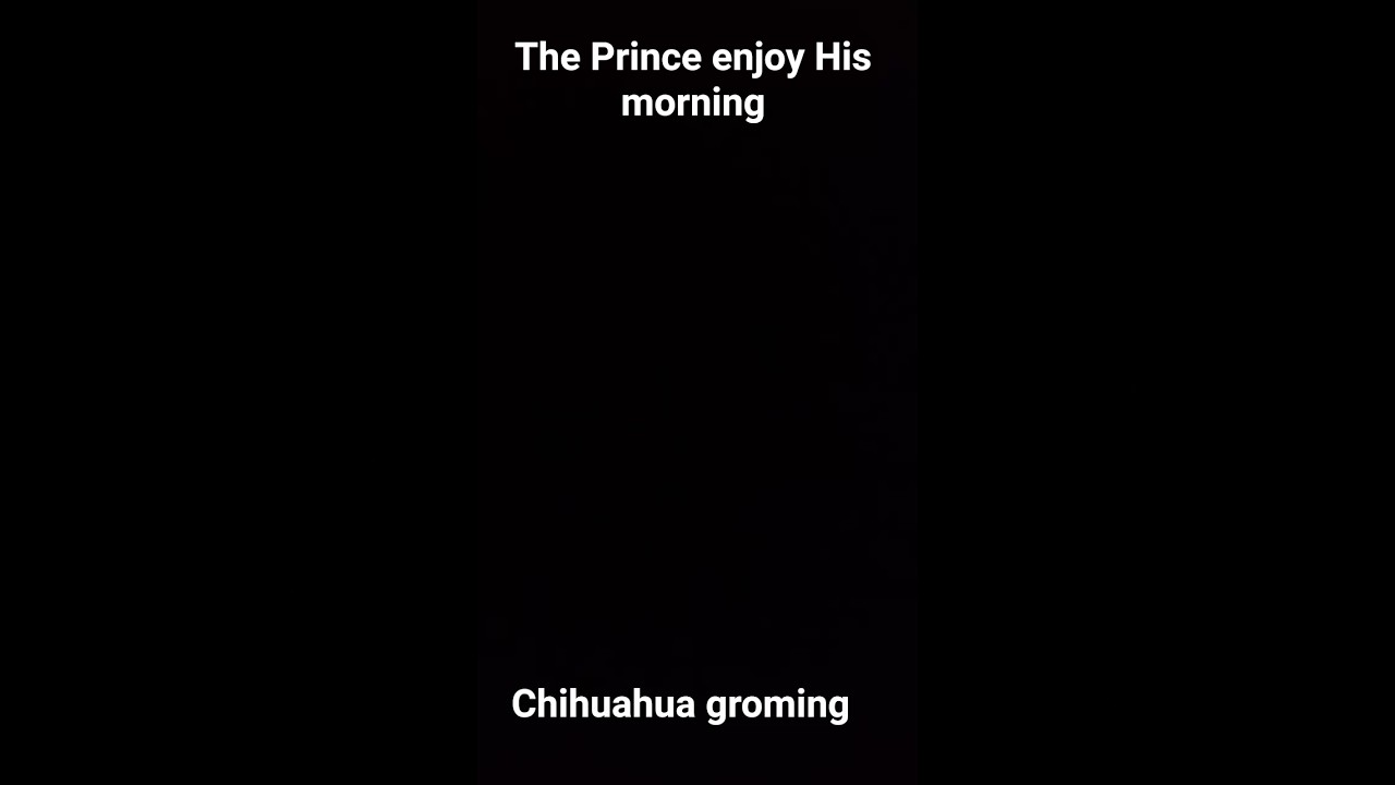 10. Februar 2026 Chihuahua enjoying his Morning #funny #helpmemakethismakesense